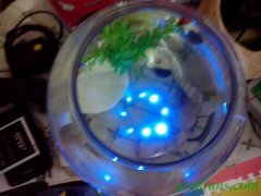 diyLED׵