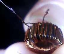 1.5vѹ6v
