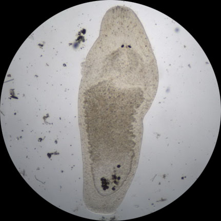 绝对象个怪物.jpg 生物显微镜下的纷繁精彩的小世界