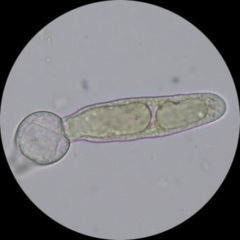 啥东西.jpg 生物显微镜下的纷繁精彩的小世界