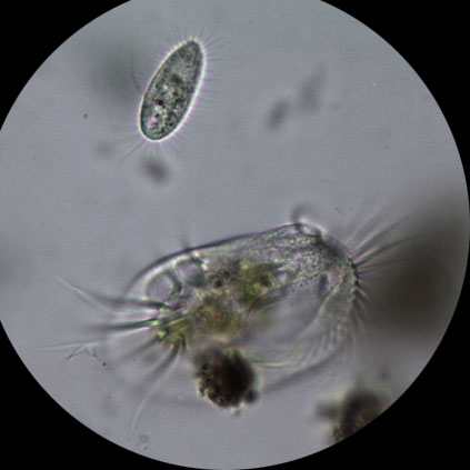 我以为大的要吃掉小的,结果没吃.jpg 生物显微镜下的纷繁精彩的小世界