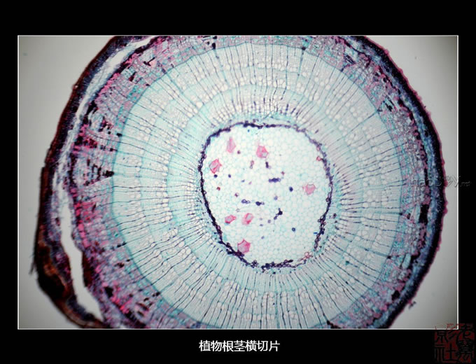 DSC_5522.jpg 自制简易单反直拍显微镜转接筒 些拍摄成果