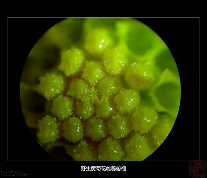 DSC00590.jpg 自制简易单反直拍显微镜转接筒 些拍摄成果