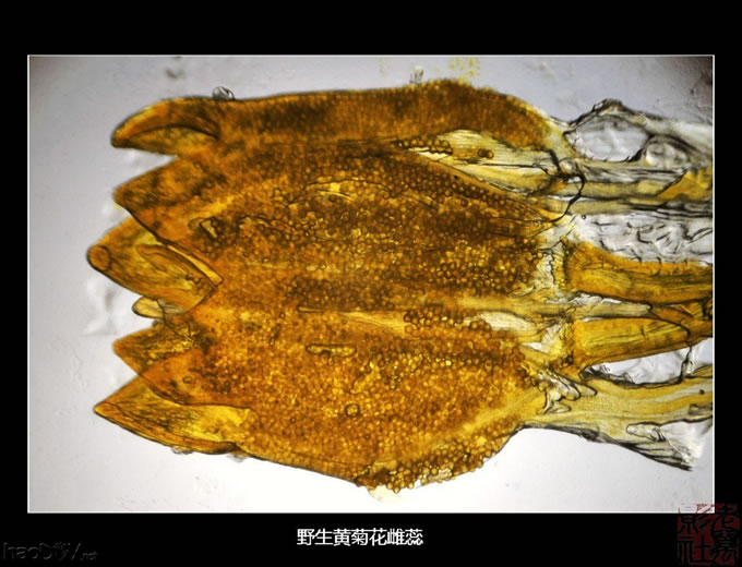 DSC_5506.jpg 自制简易单反直拍显微镜转接筒 些拍摄成果