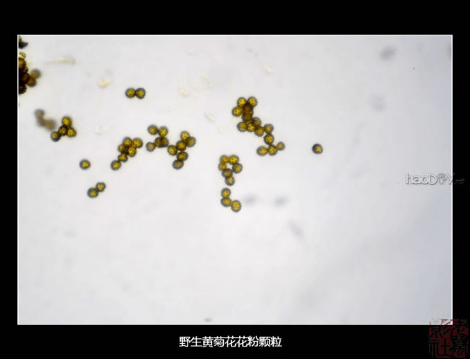 DSC_5517.jpg 自制简易单反直拍显微镜转接筒 些拍摄成果