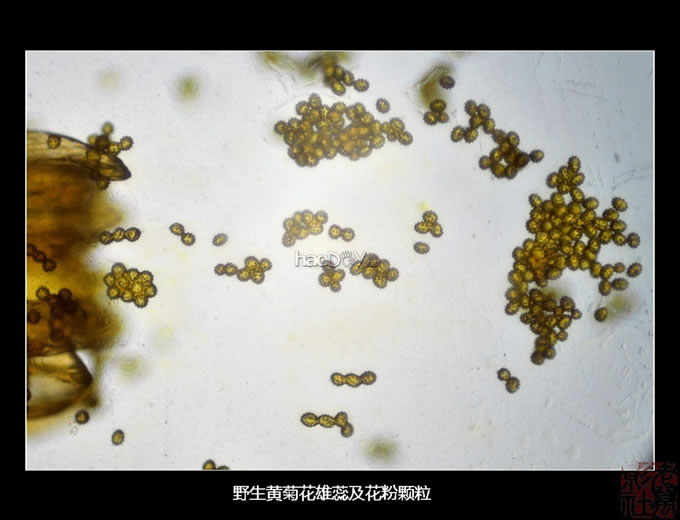 DSC_5504.jpg 自制简易单反直拍显微镜转接筒 些拍摄成果