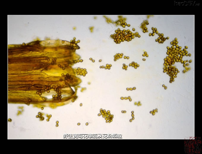 DSC_5499.jpg 自制简易单反直拍显微镜转接筒 些拍摄成果