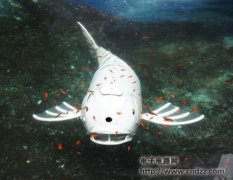 PVC����DIYһֻ������